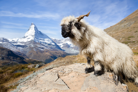 Bild-Nr: 12056508 Schwarznasenschaf und Matterhorn in der Schweiz Erstellt von: eyetronic