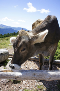 Bild-Nr: 12056957 Rind auf der Alm in den Dolomiten Erstellt von: MartinaW