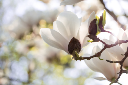 Bild-Nr: 12057109 Magnolienbaum Erstellt von: MartinaW