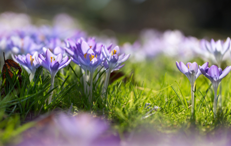 Bild-Nr: 12057304 Krokus im Frühling Erstellt von: MartinaW