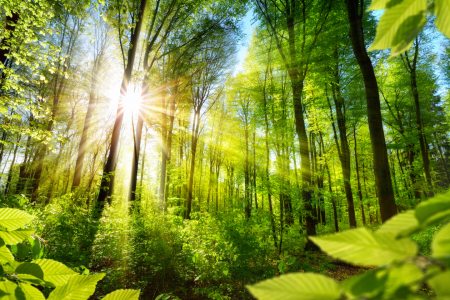 Bild-Nr: 12058020 Sonnenbeschienene Laubbäume im Wald Erstellt von: Smileus