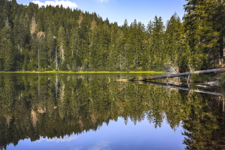 Bild-Nr: 12058430 Schwarzwaldidylle am Wildsee Erstellt von: KundenNr-160338