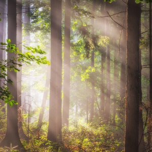 Bild-Nr: 12061111 Sonnenstrahlen im Wald Erstellt von: luxpediation