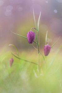 Bild-Nr: 12061200 Schachblumen im Regen Erstellt von: Stefan Imig