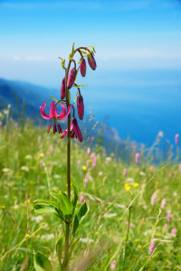 Bild-Nr: 12061574 Türkenbund Lilie am Monte Baldo Italien III Erstellt von: SusaZoom