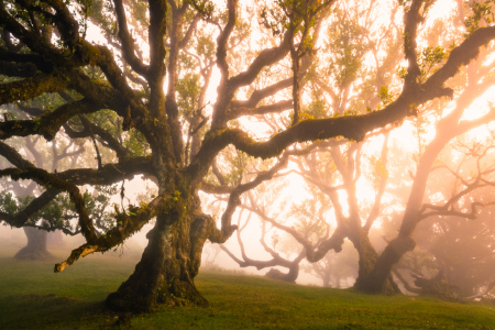 Bild-Nr: 12061919 Magic Forest IV Erstellt von: Stefan Imig