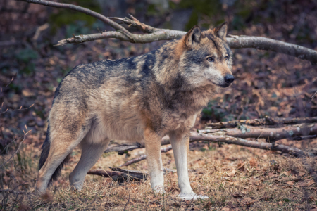 Bild-Nr: 12063070 Wolf im Wald Erstellt von: luxpediation