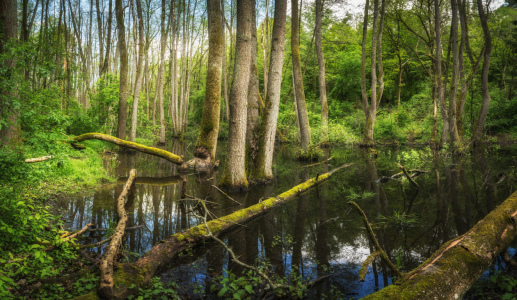 Bild-Nr: 12064928 Moor Landschaft im Wald Erstellt von: luxpediation