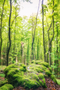 Bild-Nr: 12064930 Wald im Grün des Frühlings Erstellt von: luxpediation