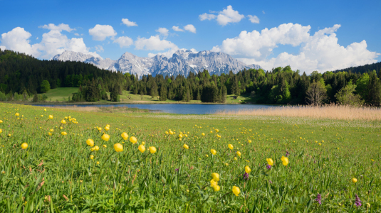 Bild-Nr: 12065536 Trollblumen am Geroldsee Erstellt von: SusaZoom