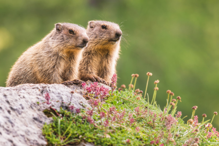 Bild-Nr: 12066367 Zwei Murmeltiere Erstellt von: Stefan Imig