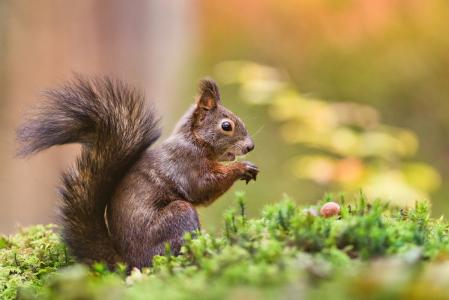 Bild-Nr: 12066373 Eichhörnchen mit Haselnuss Erstellt von: Stefan Imig