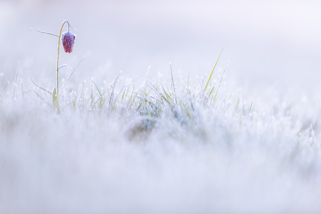 Bild-Nr: 12066558 Schachblume im Raureif Erstellt von: Stefan Imig