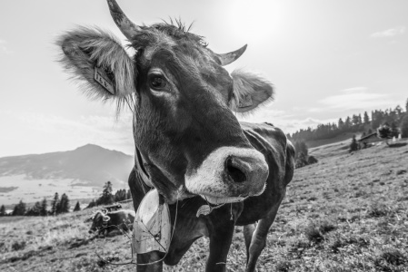 Bild-Nr: 12066688 Allgäuer Braunvieh Erstellt von: Walter G. Allgöwer