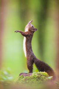 Bild-Nr: 12067479 Eichhörnchen Erstellt von: Stefan Imig