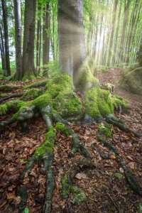 Bild-Nr: 12067714 Wald im Frühling - sunny spring  Erstellt von: luxpediation