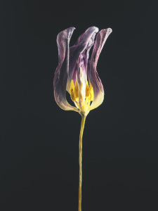 Bild-Nr: 12067844 Withered tulip Erstellt von: Andreas Berheide