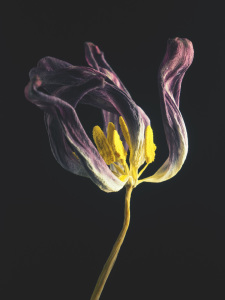 Bild-Nr: 12067846 Withered tulip 3 Erstellt von: Andreas Berheide