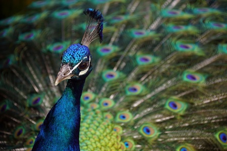 Bild-Nr: 12067923 Peacock Erstellt von: youhaveadream