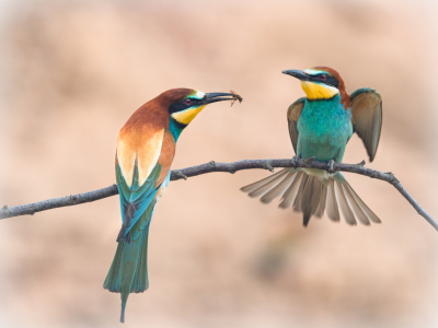 Bild-Nr: 12068355 Ein Geschenk für Dich Erstellt von: boegau-photography