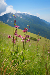 Bild-Nr: 12068780 Türkenbundlilien am Monte Baldo Italien III Erstellt von: SusaZoom