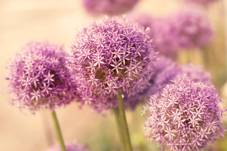 Bild-Nr: 12070006 Großer Allium Harmonie des Sommers Erstellt von: Tanja Riedel