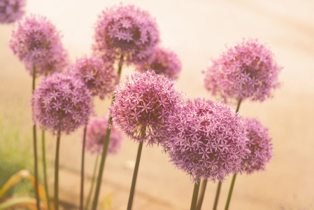 Bild-Nr: 12071372 Blumen des Sommers Erstellt von: Tanja Riedel