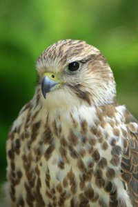 Bild-Nr: 12073482 Der Turmfalke Erstellt von: falconer59