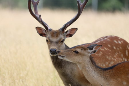 Bild-Nr: 12076371 Sikawild Erstellt von: Heike  Hultsch