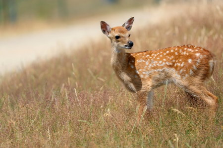 Bild-Nr: 12076372 Bambi Sikawild Erstellt von: Heike Hultsch