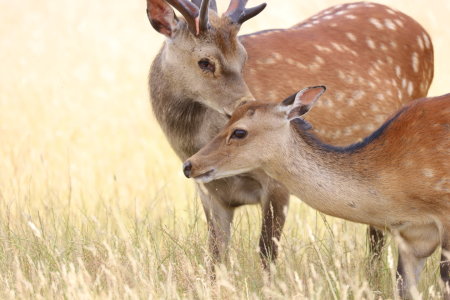 Bild-Nr: 12076373 Sikawild 2 Erstellt von: Heike Hultsch