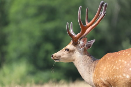 Bild-Nr: 12076374 Sikahirsch Erstellt von: Heike  Hultsch