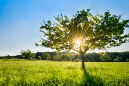 Bild-Nr: 12076981 Apfelbaum auf einer Obstwiese Erstellt von: eyetronic