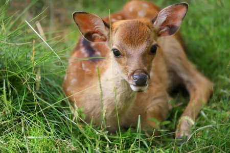 Bild-Nr: 12077123 Bambi 4 Erstellt von: Heike  Hultsch