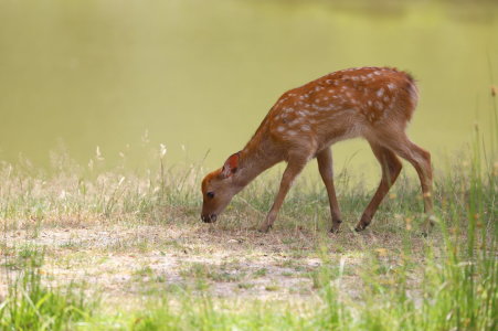 Bild-Nr: 12077125 Bambi 6 Erstellt von: Heike  Hultsch