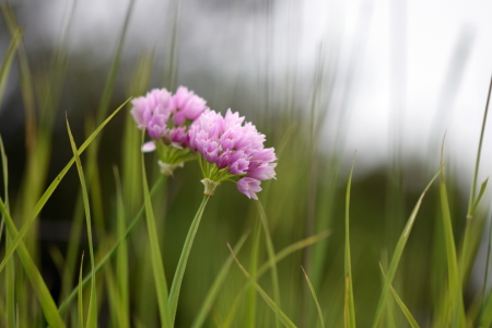 Bild-Nr: 12077181 Wilder Knoblauch Blüte Erstellt von: GUGIGEI