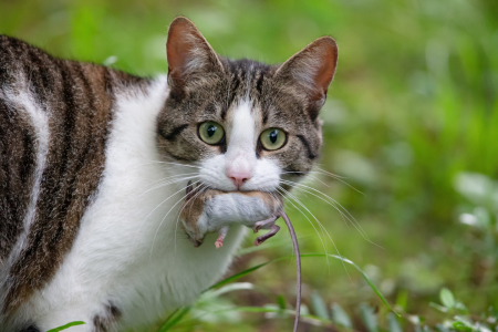 Bild-Nr: 12078384 Katze und Maus Erstellt von: DirkR