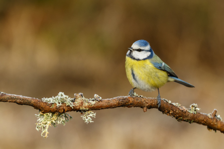 Bild-Nr: 12083067 Blaumeise Erstellt von: Daniela Beyer