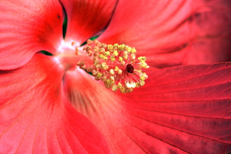 Bild-Nr: 12083532 Hibiskus ganz nah Erstellt von: GUGIGEI