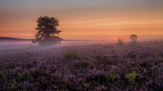 Bild-Nr: 12084915 Sonnenaufgang in der Mehlinger Heide Erstellt von: Vossiem