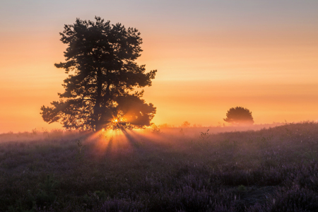 Bild-Nr: 12084916 Erstes Licht in der Mehlinger Heide Erstellt von: Vossiem