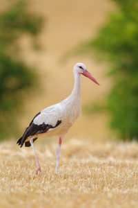 Bild-Nr: 12085472 Storch auf Stoppelfeld Erstellt von: DirkR