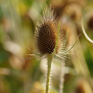 Bild-Nr: 12085592 Rauhe Natur Erstellt von: youhaveadream