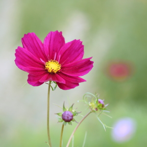 Bild-Nr: 12088940 Cosmea Erstellt von: GUGIGEI