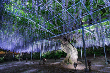 Bild-Nr: 12089213 Blauregen im Ashikaga Flower Park - Japan Erstellt von: eyetronic