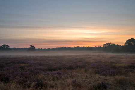 Bild-Nr: 12089377 Sonnenaufgang in der Heide Erstellt von: volker heide