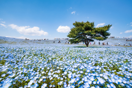Bild-Nr: 12089517 Blumenwiese im Hitachi Seaside Park Erstellt von: eyetronic