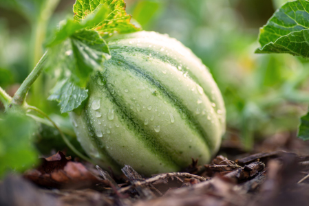 Bild-Nr: 12093397 Feine Melone im Garten Erstellt von: Tanja Riedel