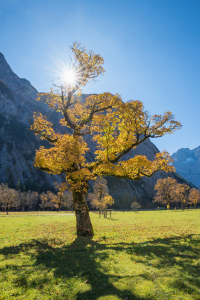 Bild-Nr: 12093989 Ahornbaum im Karwendel  Erstellt von: SusaZoom