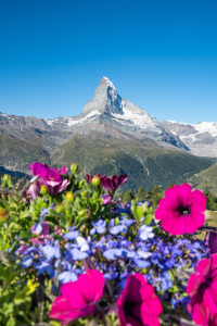 Bild-Nr: 12096606 Matterhorn mit Blumenwiese im Frühling Erstellt von: eyetronic